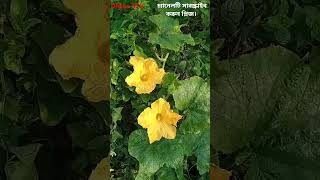 ছাদবাগানে কুমড়ো ফুল ফুটেছে দেখতে কি সুন্দর | roof garden | pumpkin flower |  Dhaka | BNP | Jamat |