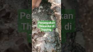 PENAMPAKAN THORACHIKA DI TOPPING#trending #videoshort #viral #shortvideo