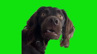 Confused Dog Long Loud Fart Meme Green Screen Template