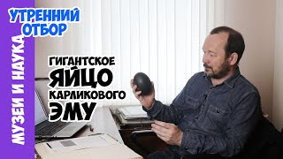 Гигантское яйцо вымершей карликовой птицы. Что скрывает поле для гольфа? Игорь Фадеев