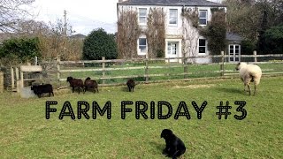 ZOMBIE INVASION! And, meet the guinea fowl - FARM FRIDAY #3