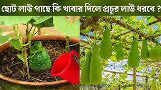 ছোট লাউ গাছে কি খাবার দিলে প্রচুর লাউ ধরবে | লাউ চাষ পদ্ধতি | Bottle gourd