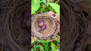 Inside bird nest view #birdnest