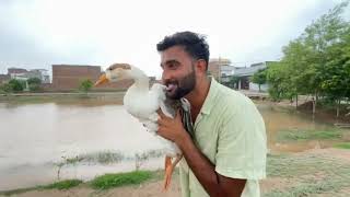 Tofani Barish K bad Ye Kia Hal Hogea😰Or Sb Duck K Mzay Hogae😍#viralvideo