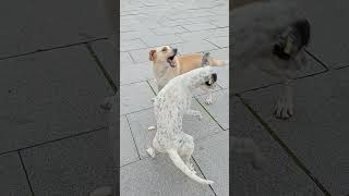 いつもヌボーっとしてたメイちゃんと３本足のガンちゃんは仲良し。She is a popular dog in the park.