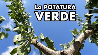 La potatura verde