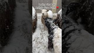 Loving SNOW at Farm ♥️ #short #shorts #animals #shortsfeed