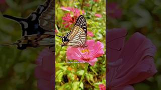 Butterfly Most Interested Facts #animals #wildanimals #facts #butterfly #nature