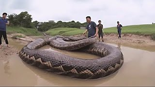 Acaban De Encontrar La Serpiente Mas Grande De Todo El Mundo