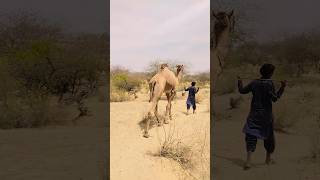 Big camel #viral #camel #animals #camellife #shortvideos #foryou