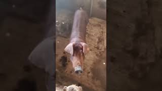 Duroc Pigs Farming in Kwara State- Where to buy Cheaply