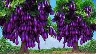 Great Way : How To Graft grafting eggplant tree easy with banana