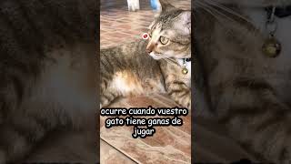 ¿POR QUÉ MI GATO MUEVE RÁPIDO LA COLA? #shorts