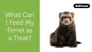 What Can I Give my Ferret as a Treat? | Tips for Ferret Owners