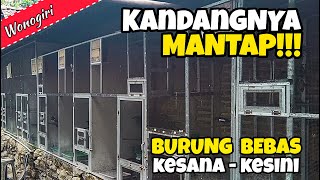 KANDANG BURUNG KACER MURAI DAN GELATIK MILIK MAS AGUS DI WONOGIRI