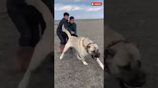 Most Strongest Giant dogs viral shorts #shots