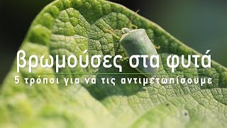 🍀 Βρωμούσες στα φυτά: 5 φυσικοί τρόποι αντιμετώπισης  - Τα Μυστικά του Κήπου