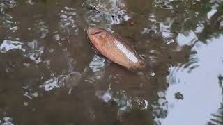 বৃষ্টিতে হাত দিয়ে মাছ ধরা    hand  Fishing in Rainy Day  বর্ষাকালে মাছ ধরা দৃশ্য