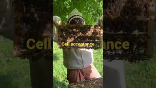 Beekeeping: Cell Acceptance #shorts