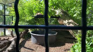 Guided tour of the tigers at Assiniboine park zoo