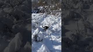 Puppy playing in the snow!