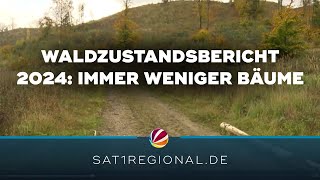 Waldzustandsbericht 2024: Immer weniger Bäume in Niedersachsen durch Klimawandel