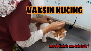 Vaksin Kucing | Manfaat Vaksin Kucing