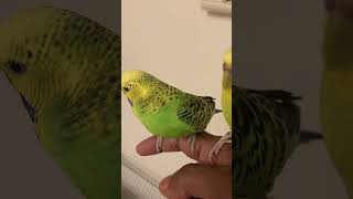 Sam came searching for Bob:) #budgie #parrot #pets #parrotvideo #pets