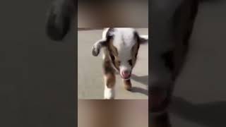 Subscribe for Daily Content !! Cutest Funny Baby Goats🥰🥰 Video Compilation