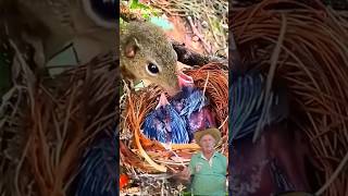 O invasor #birds #animals #wildlife #nature #squirrel #birdnest