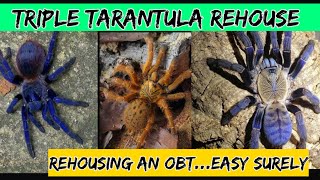 TARANTULA SLINGS  triple rehouse.