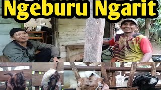 Mas Yanto??Bulan Puasa Masih Ngabuburu Ngarit||Stok Bulan Puasa