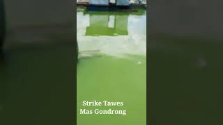 Mas Gondrong Strike