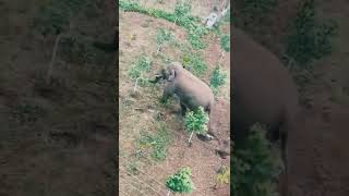 Elephant 🐘at paddy field |Nilgiris|subscribe👇 for more