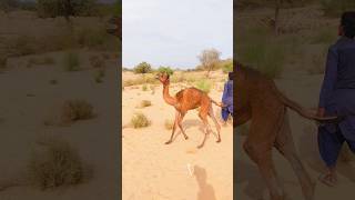 Camel baby crying #movement #animals #funny #crying #scene #satisfying #nature #short