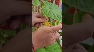 how to do cucumber hand pollination