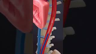 Heart stand 3D animation #anatomy #doctorlifeclinic #ivcannula #healthfittips #viralvideo #shorts