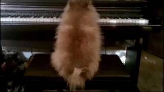 Pomeranian Composes the Next Hans Zimmer Score!