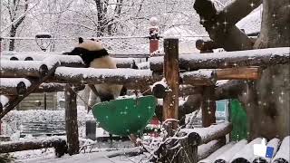 панда 🐼Катюша играет со снегом ❄🐼🥰💖