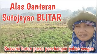 Suasana Alas Ganteran Sutojayan BLITAR!! pasca penebangan Sengon 2024