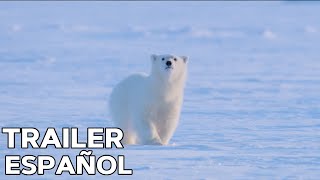 OSA POLAR (2022) | Tráiler Doblado en Español | Estreno en Disney+