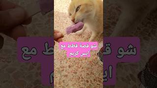 ايس كريم قطط