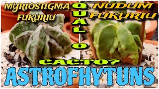 Astrophytum "FUKURIU" Myriostgma e Nudum "FUKURIU" , Qual é o cacto ?