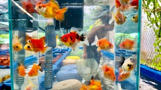 Xả cá vàng oranda supper short Body | Gold Fish Vip Pro