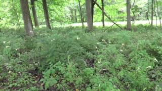 Cardiocrinum cordatum in a Maryland woodland 2/2