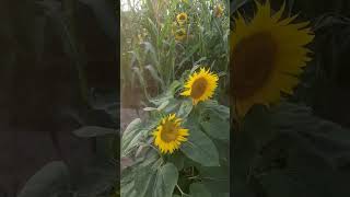 A field of sunflowers. The sun is setting. Nicely