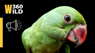 🔴 LIVE | RingNeck Parrot Best Video Compilation | Sounds | Talking | Aggression | Nature || WILD360