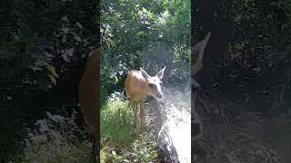 Deer is deciding how badly he wants a drink. #trailcam #backyard #habitat #deer #fawn #oklahoma