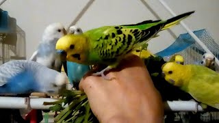 Being with Budgies is true happiness