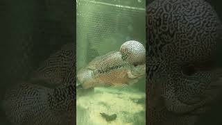 #shorts #louhan #flowerhorn #louhancencu #louhangoldenbase #flowerhorncichlid #flowerhornindonesia